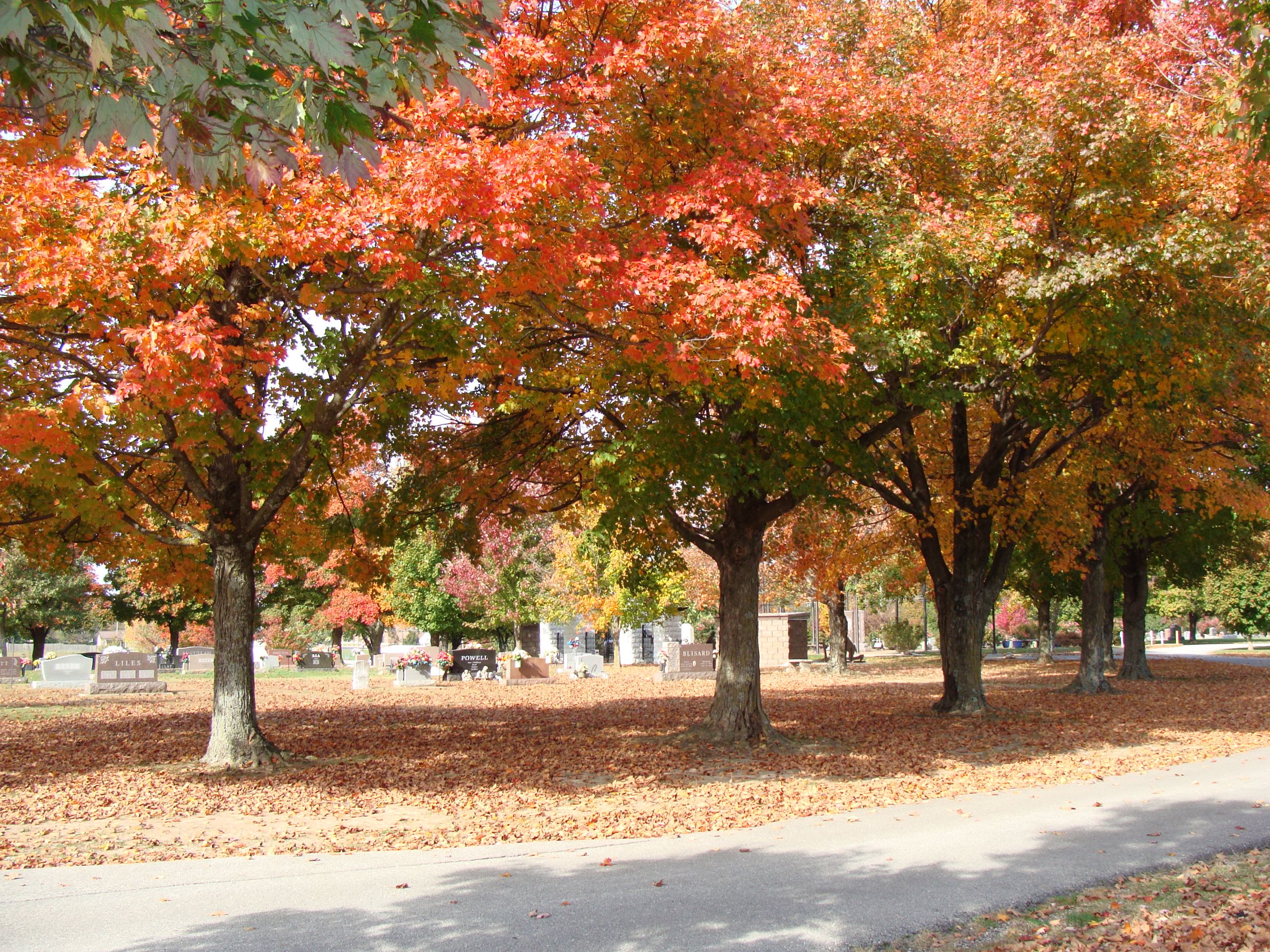 Trees near gravestones